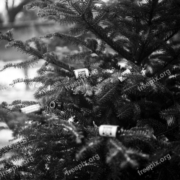 Pine Tree Film Canisters Tree Film Analog