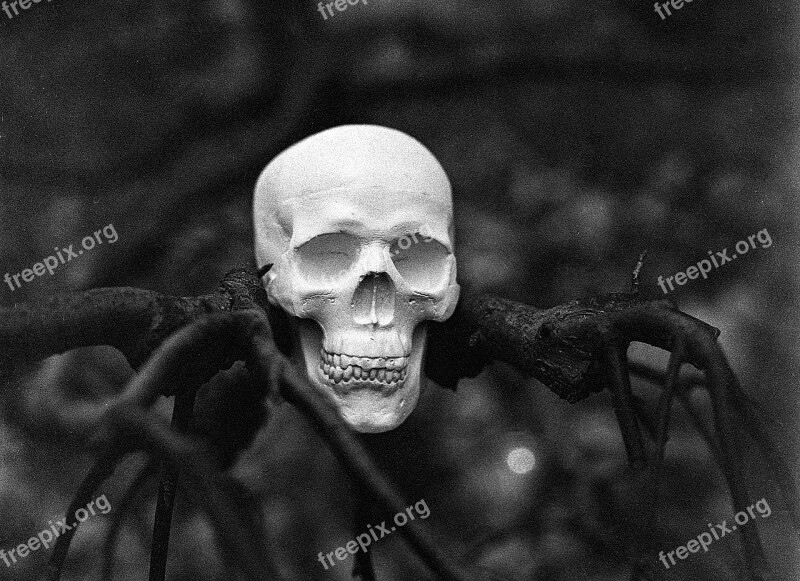 Skull Tree Halloween Horror Scary