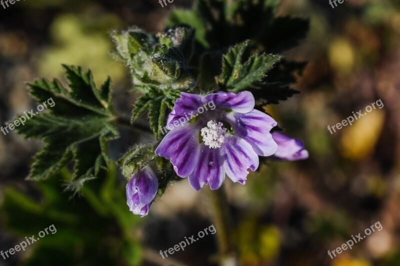 Malva Sylvestris Wildflower Nature Flora Blossom