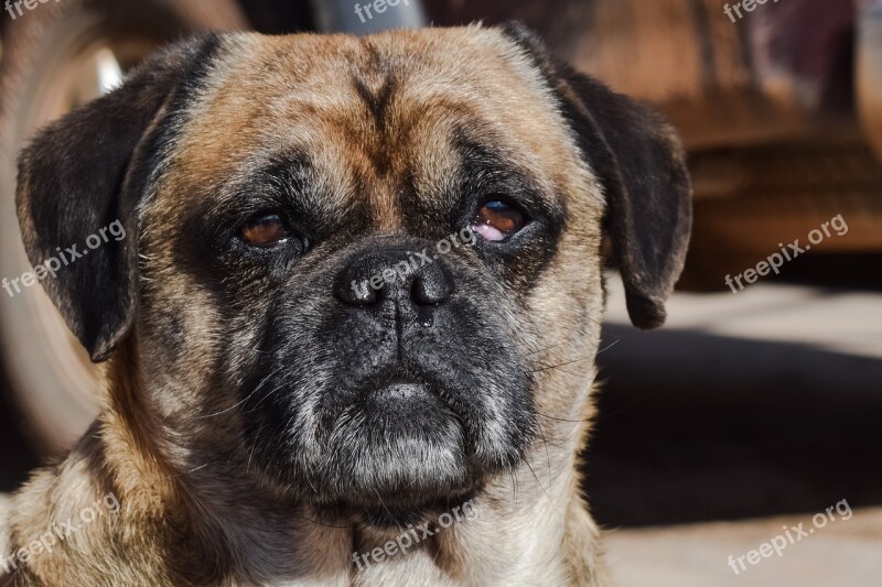 Dog Stray Street Tough Face