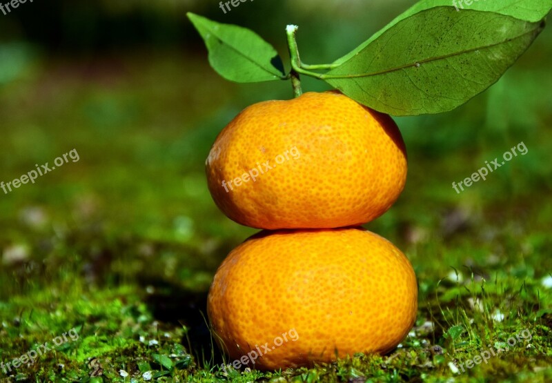 Tangerines Citrus Fruits Fruit Food Delicious