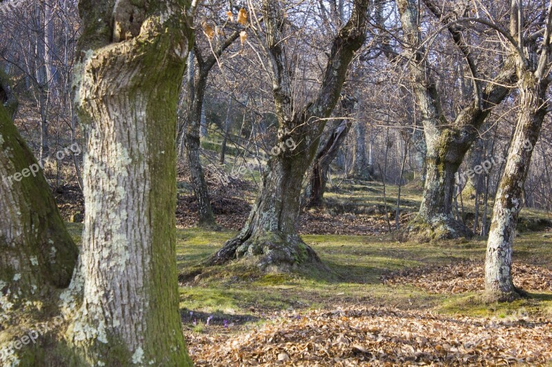 Forest Landscape Chestnut Mountain Nature