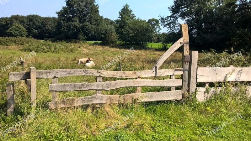 Pasture Fence Cows Green Summer