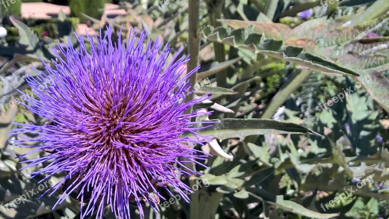 Flower Thistle Spines Purple Nature