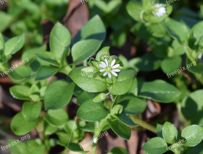 Tiny White Flower Chickweed Flower Flower Buds Blossom