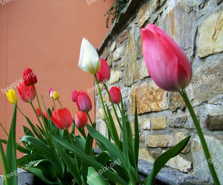 Tulips Spring Flower Onion Flower Free Photos