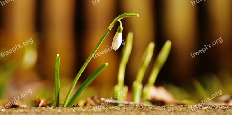 Snowdrop Plant Flower Spring Nature