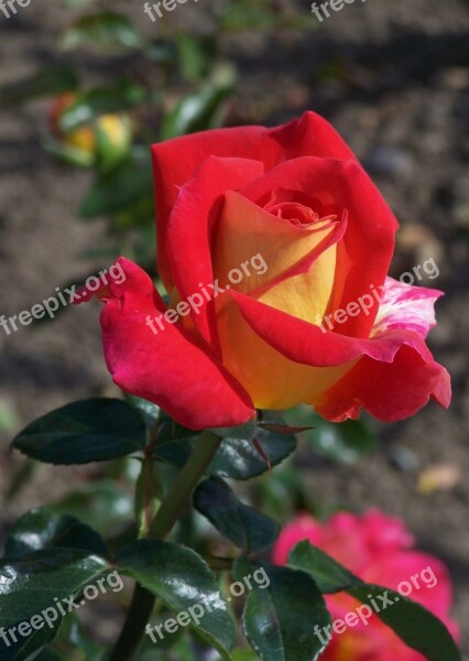 Rose Flower Plant Red Rose Garden Rose