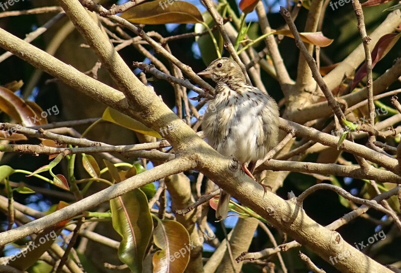 Bird Pipit Tree Pipit Anthus Trivialis Passerine