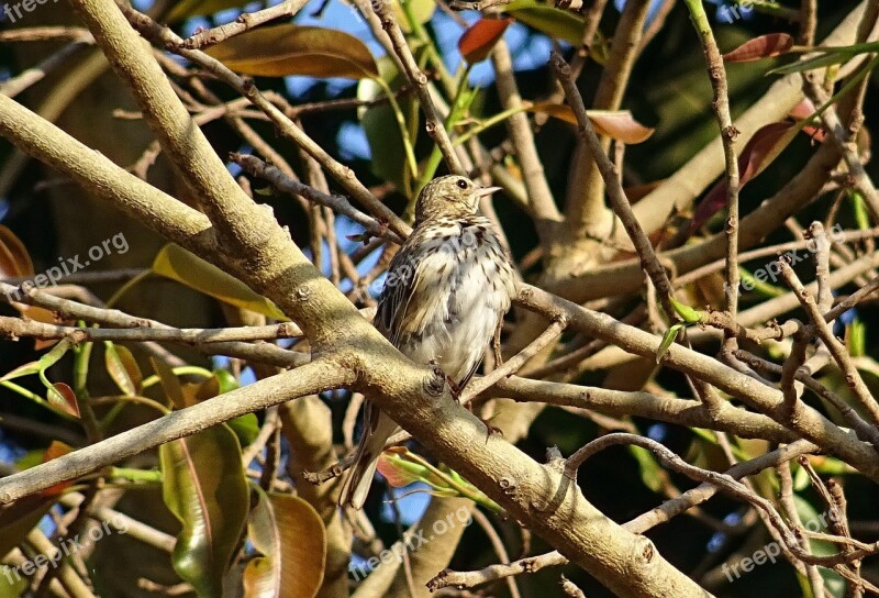 Bird Pipit Tree Pipit Anthus Trivialis Passerine