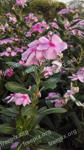 The Pink Flowers Flowers Flower Garden Nature Pink