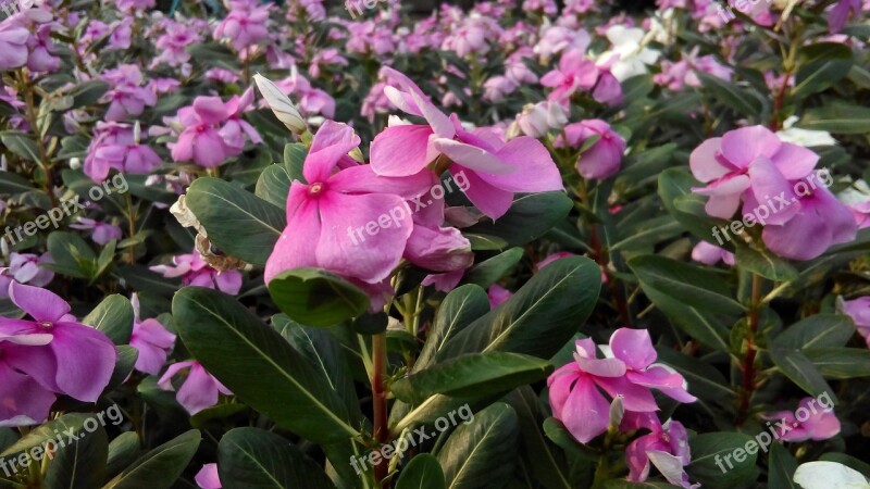 The Pink Flowers Flowers Flower Garden Nature Pink