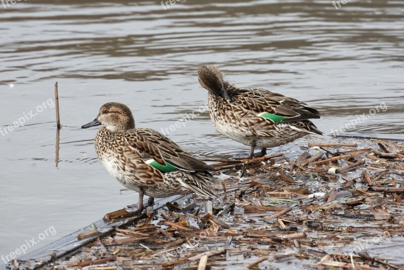 Animal Duck Waterfowl Wild Animal Natural