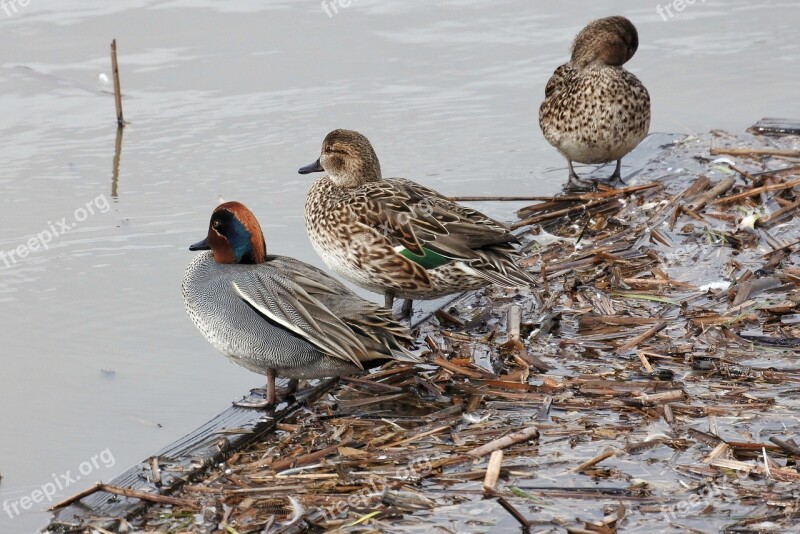 Animal Duck Waterfowl Wild Animal Natural