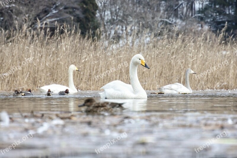 Animal Swan Cygnus Columbianus Waterfowl Swan Lake