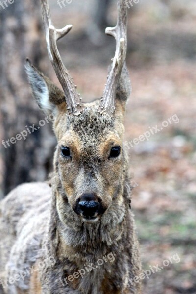 European Roe Deer Roebuck Wild Goat Roe Capreolus Capreolus