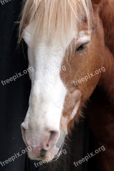 Muzzle Horse Horse's Head The Nostrils Eyes Bangs