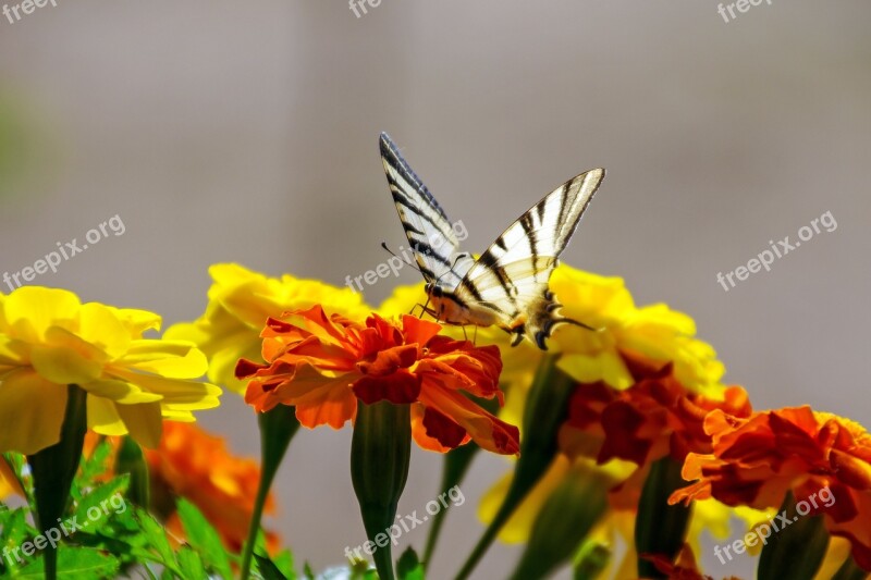 Flowers Marigold Butterfly Colors Silhouette