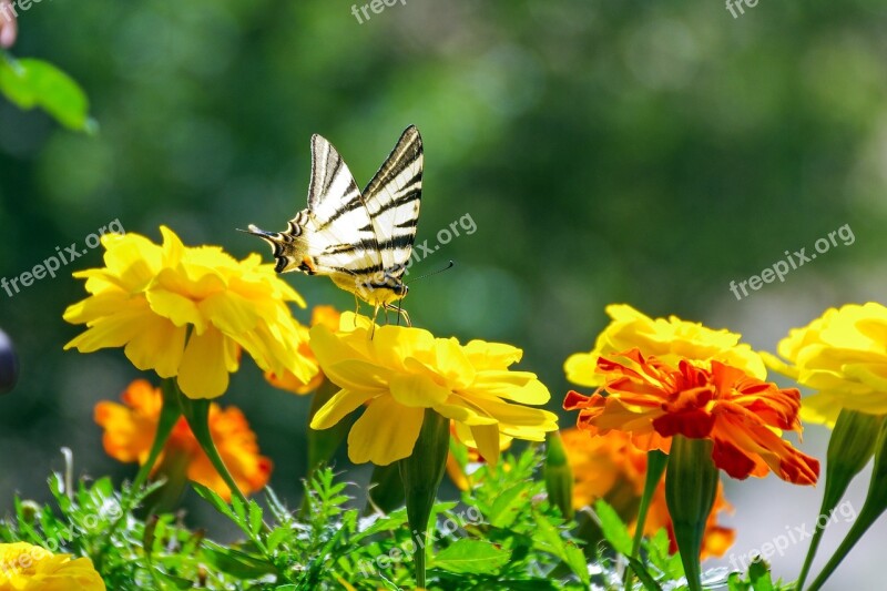 Flowers Marigold Butterfly Colors Silhouette