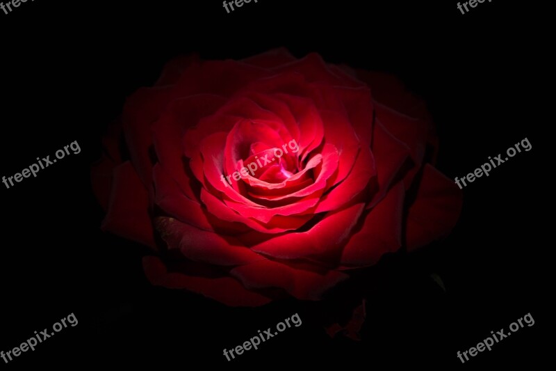 Flowers Rose Red Black Brillante