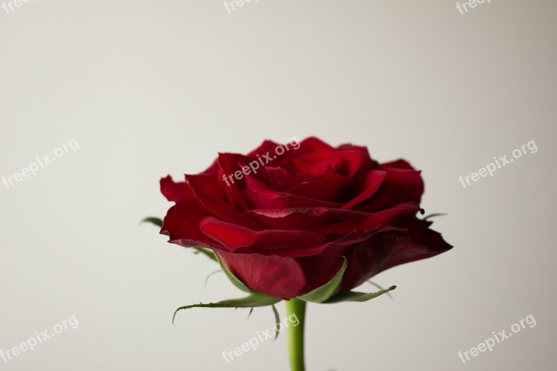 Flowers Rose Red Brillante Love