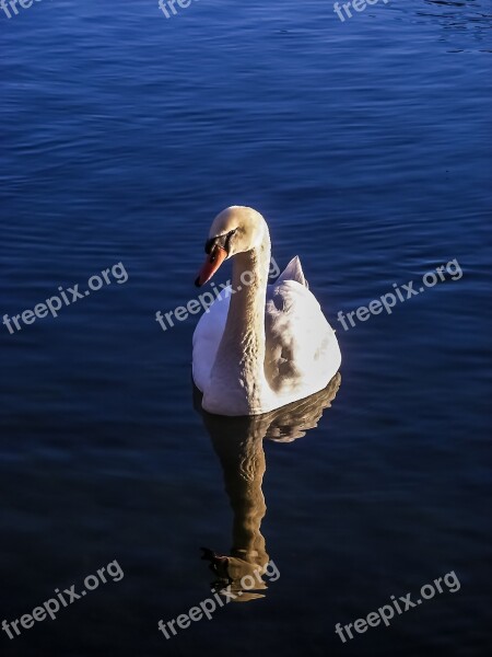 Swan Lake Water Nature Waters