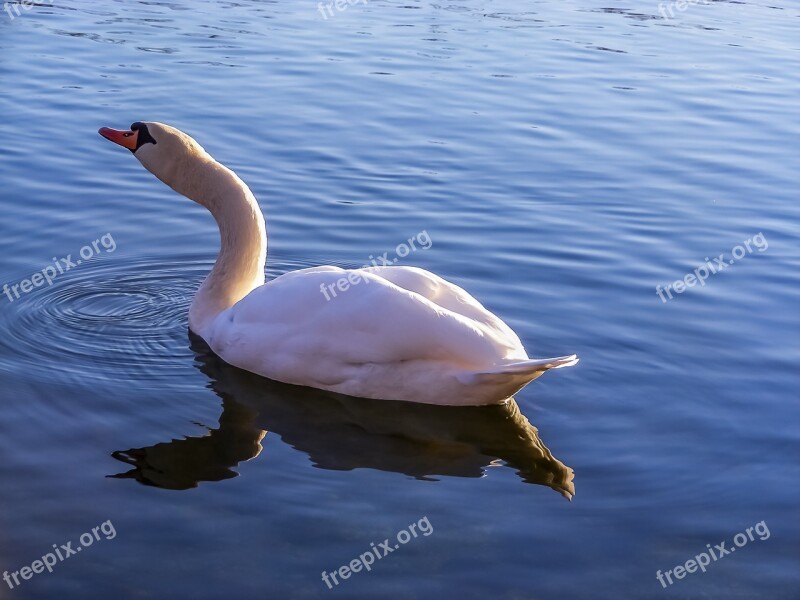 Swan Lake Water Nature Waters