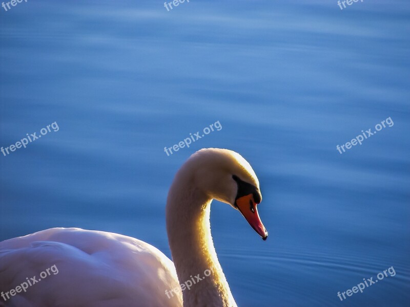 Swan Lake Water Nature Waters