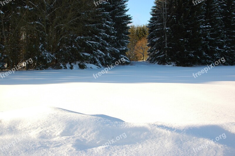 Winter Snow Forest Wintry Cold