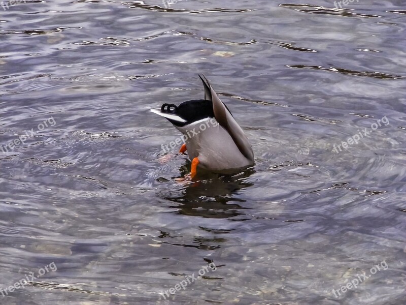 Duck Drake Pond Water Diving