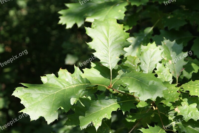 Ticino Switzerland Tree Nature Free Photos