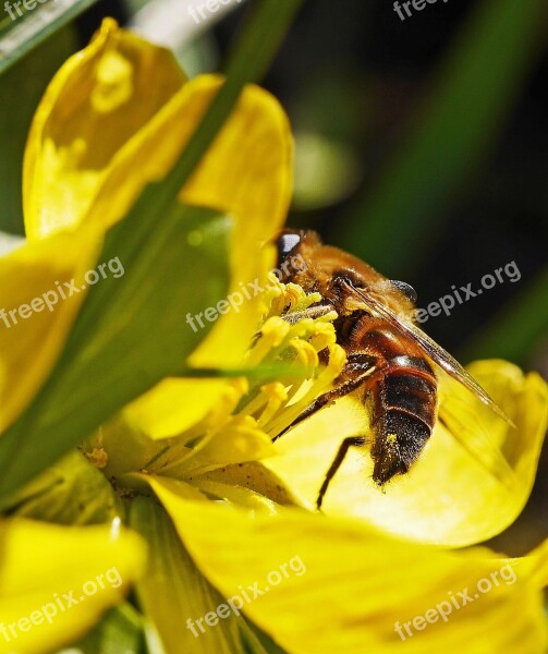 Winterling Bee Early Spring Close Up Macro