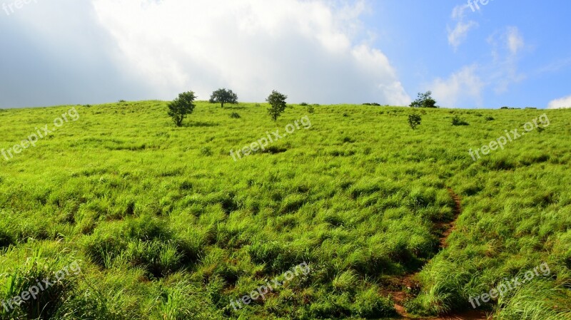 Hillock Lemon Grass Sky Landscape Kerala