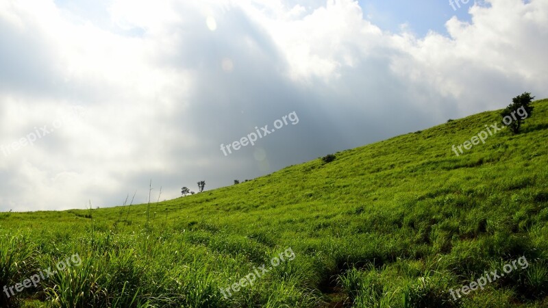 India Munnar Lemon Grass Green Sky