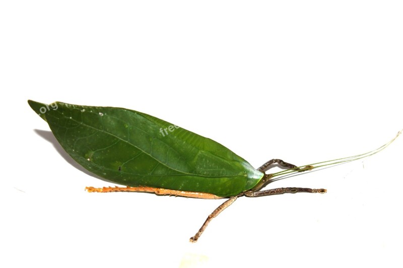 Leaf Beetle Insect Green Beetle Free Photos