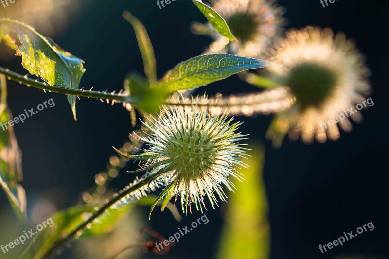 Flower Sun Summer Nature Blossom