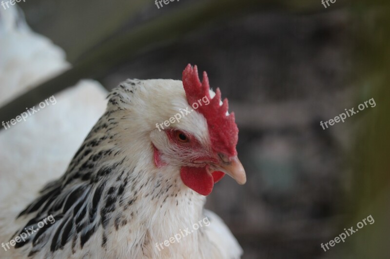 Chicken Hen Mother Hen Black And White Plumage