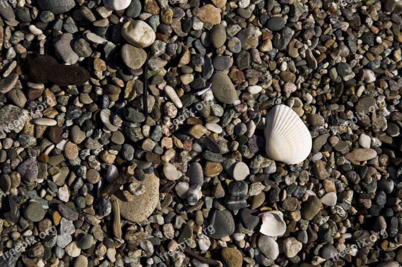 Gravel Beach Stone Sea Shell Fossil