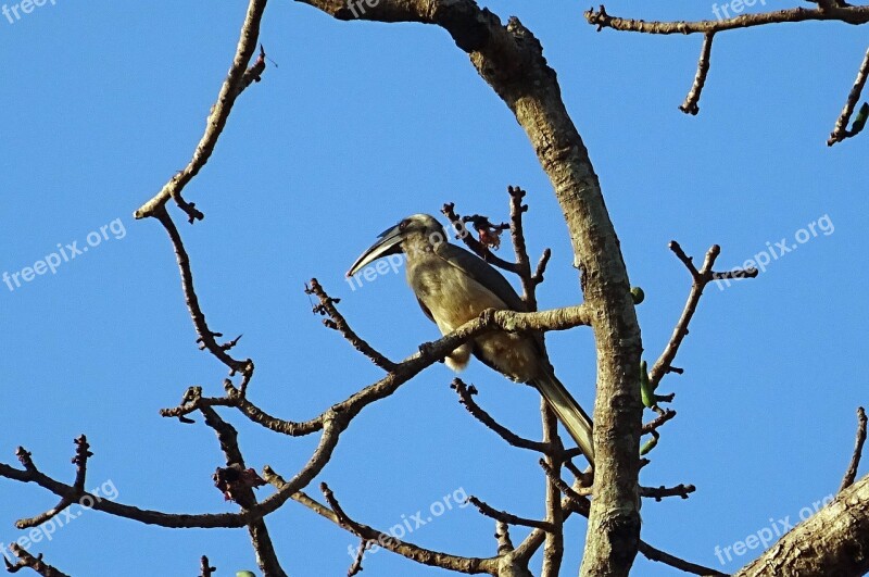 Bird Hornbill Indian Grey Hornbill Ocyceros Birostris Arboreal