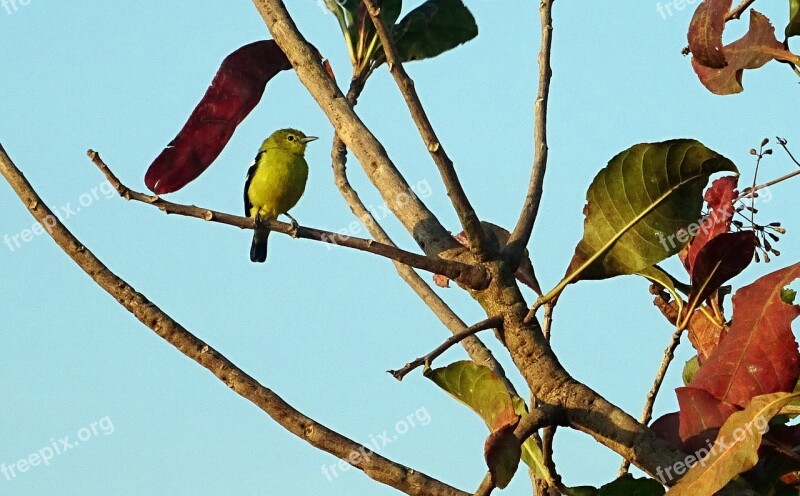 Bird Iora Avian Common Iora Aegithina Tiphia