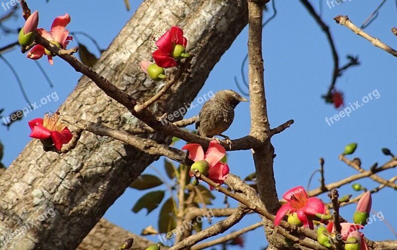 Bird Yellow-billed Babbler Shimul Tree White-headed Babbler Turdoides Affinis