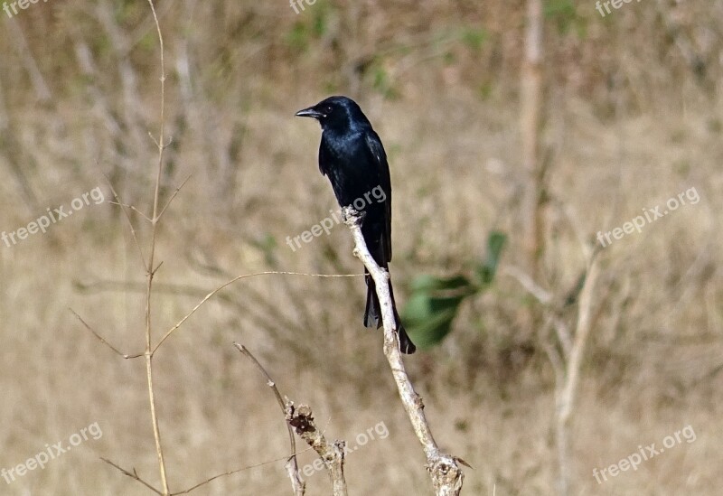 Drongo Dicrurus Macrocercus Passerine Dicruridae Avian