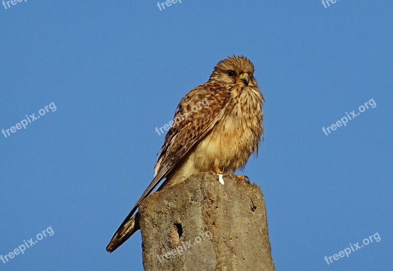 Bird Raptor Hunter Predator Common Kestrel