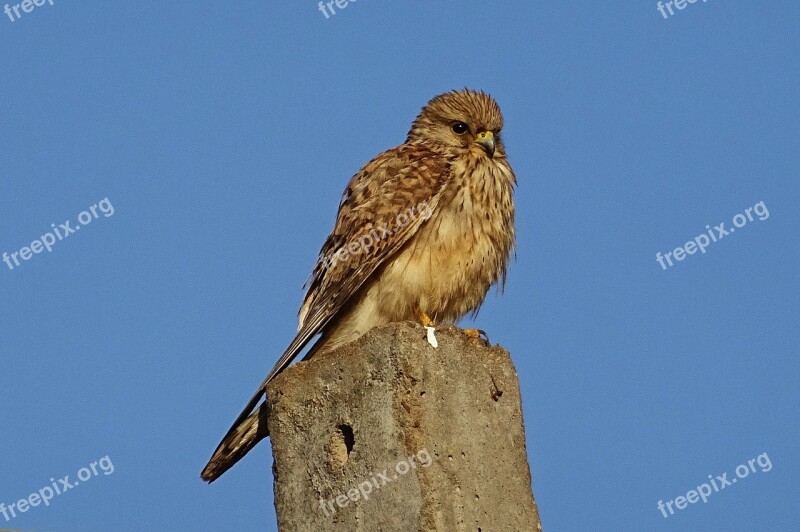 Bird Raptor Hunter Predator Common Kestrel