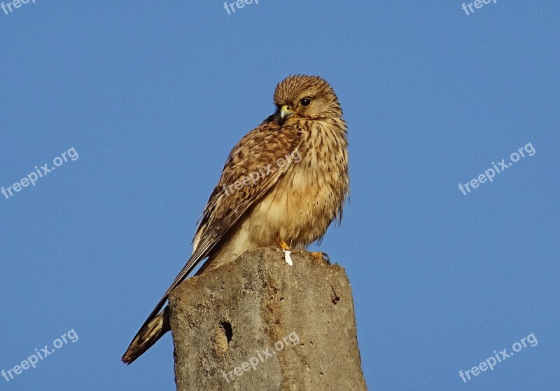 Bird Raptor Hunter Predator Common Kestrel