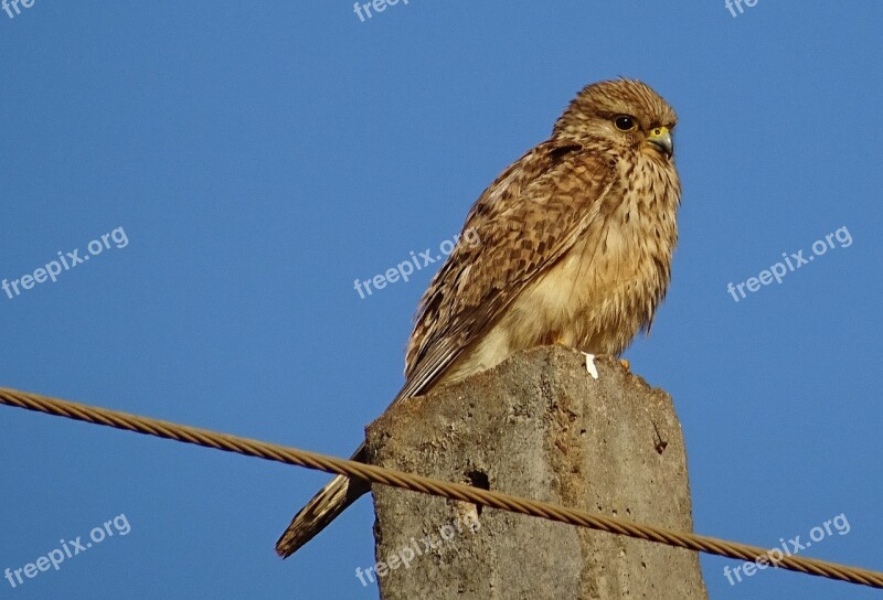 Bird Raptor Hunter Predator Common Kestrel