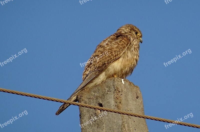 Bird Raptor Hunter Predator Common Kestrel