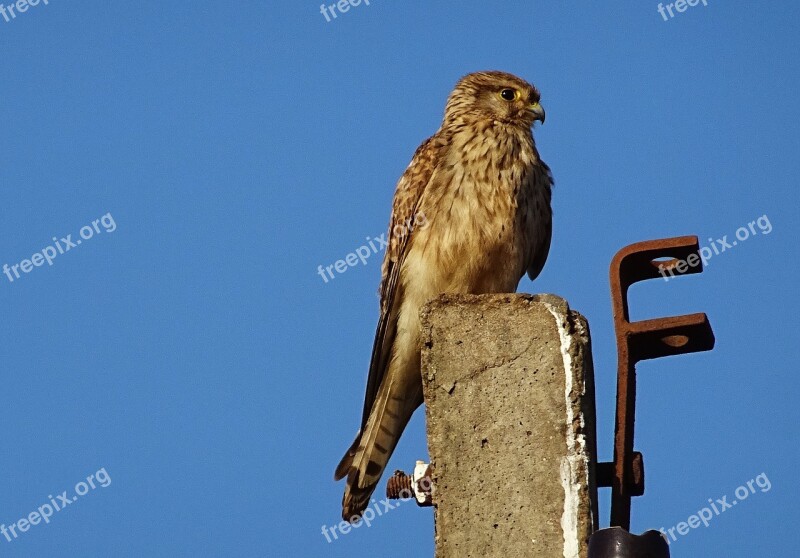 Bird Raptor Hunter Predator Common Kestrel