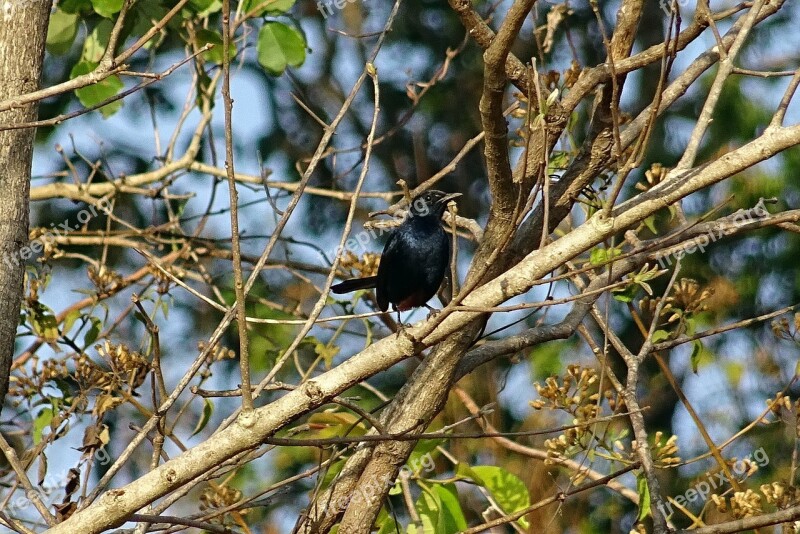 Bird Robin Indian Robin Male Copsychus Fulicatus