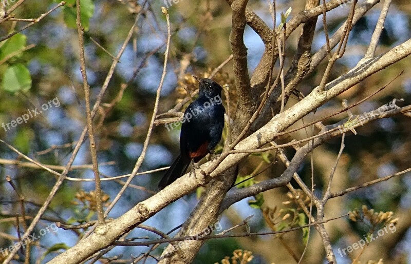 Bird Robin Indian Robin Male Copsychus Fulicatus